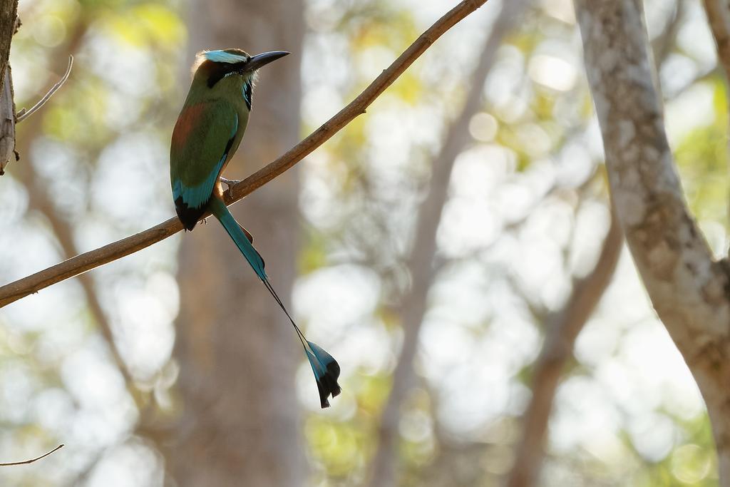 Centro Ecoturistico Flor De Pochote El Pochote Екстер'єр фото